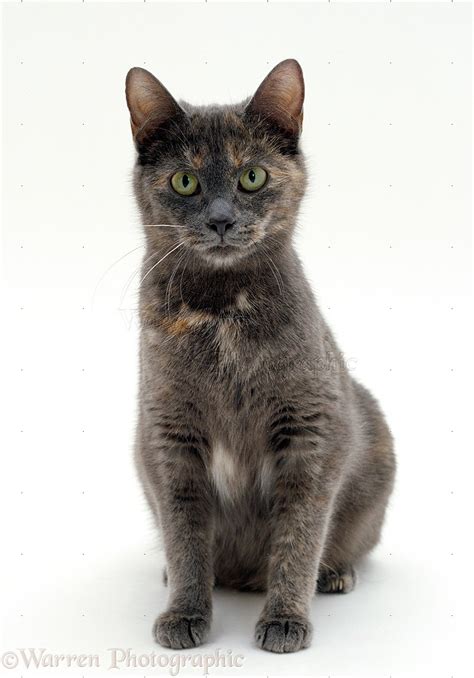 Grey and tortoiseshell cat photo WP15546