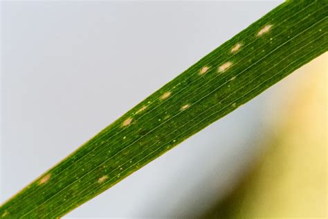 Du Mildiou Appara T Sur Vos Plantes D Int Rieur Comment Le Combattre