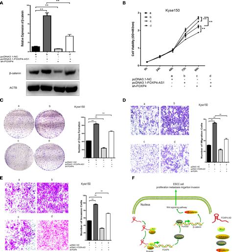 Frontiers Corrigendum LncRNA FOXP4 AS1 Promotes The Progression Of