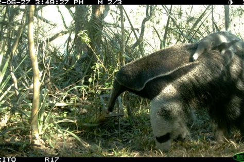 Oso Hormiguero Gigante La Especie Carismática Que Marcó El Retorno De