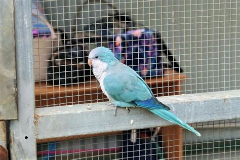 Everything You Need To Know About The Blue Quaker Parrot Birds Coach