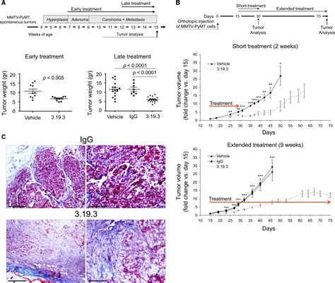 Targeting The Ang Tie Axis Inhibits Tumor Growth And Metastasis By