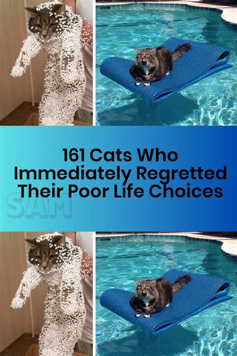 161 Cats Who Immediately Regretted Their Poor Life Choices Artofit