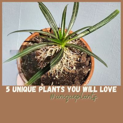 5 Unique Plants You Will Love — Plants 2 Poodles