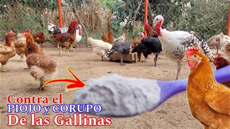 Poderosa Mezcla Para Eliminar Los CORUCOS Y Los PIOJOS En Las Gallinas