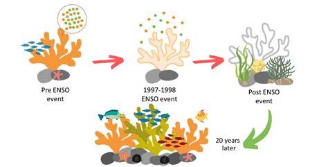 Coral Life Cycle