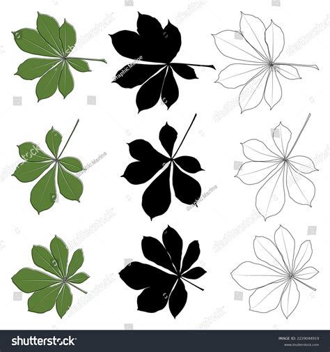 Set Vector Chestnut Leaf Outline Silhouette Stock Vector Royalty Free