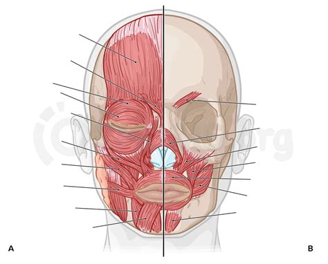 Muscles of the face and scalp | Osmosis