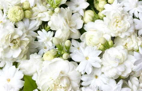 Premium Photo | White jasmine flowers fresh flowers