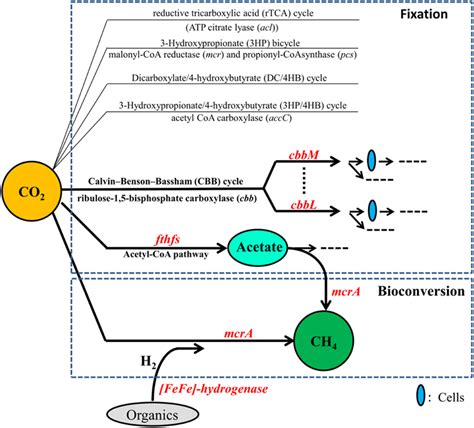 Genes And Pathways For Co Fixation And Bioconversion Into Ch