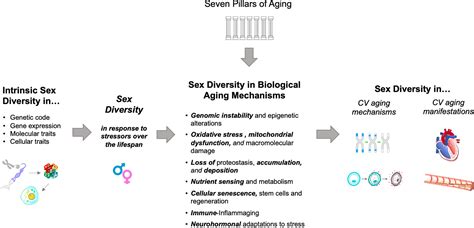 Sex Differences In Myocardial And Vascular Aging Circulation Research