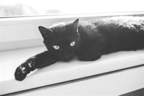 Black Cat in Black and White Royalty Free Photo