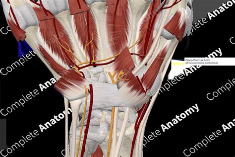 Deep Palmar Arch | Complete Anatomy