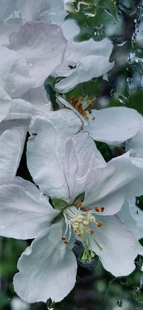 Some White Flowers With Water Droplets On Them