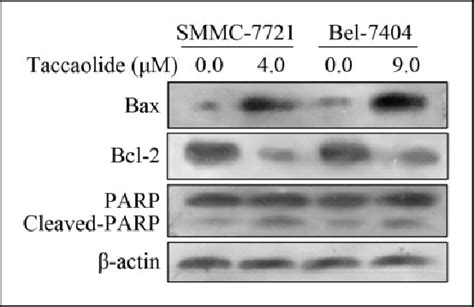 Taccaoside Affected The Expression Of Apoptosis Related Proteins In Download Scientific Diagram