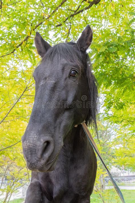 Portrait of a black horse stock image. Image of equine - 262095855