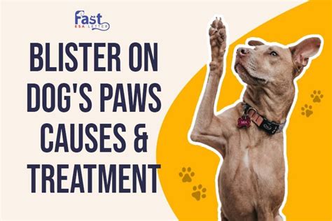 Blister On Dog's Paws: Causes and Treatment - Fast ESA Letter