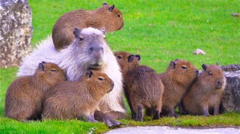 Albino capybara