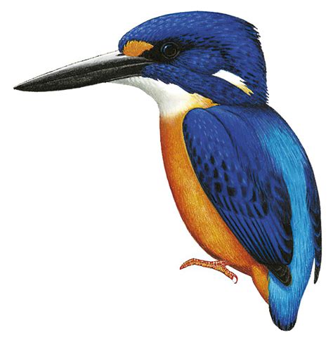 New Ireland Dwarf Kingfisher Ceyx Mulcatus World Bird Names