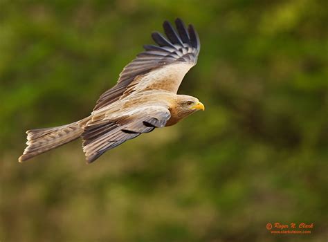 Clarkvision Photograph Yellow Billed Kite In Flight 1681