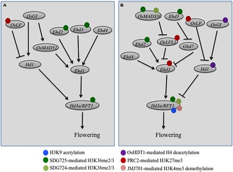 Frontiers Epigenetic Regulation Of Rice Flowering And Reproduction