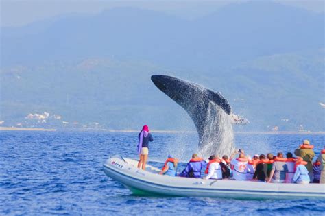 Whale Watching - Puerto Vallarta | Project Expedition