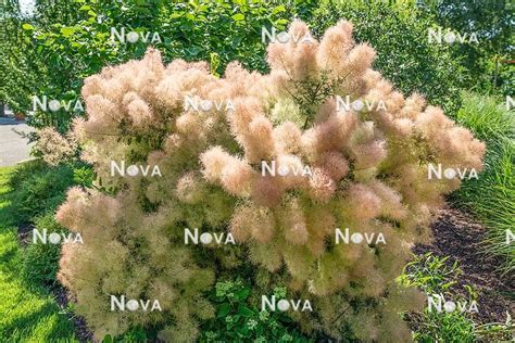 Cotinus Coggygria Albero Della Nebbia Cotino Smoketree Smokebush