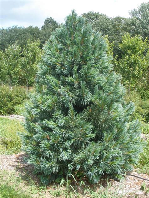 Сосна мягкая (Pinus flexilis) "Vanderwolf's Pyramid" - «Feel Green»