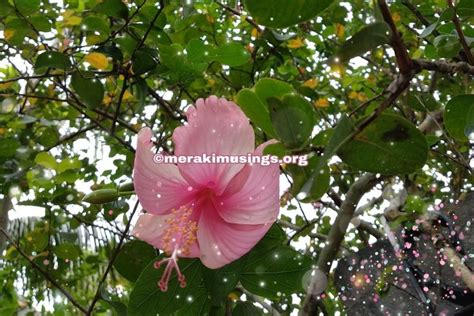 Showing Hibiscus Flowers and Leaves for Hair Growth #merakimusings ...