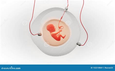 Fetus Development in an Artificial Gestational Sac Stock Illustration ...