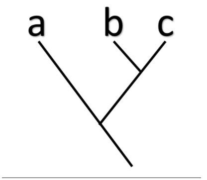 Biol 51 Lab Practical 2 Flashcards Quizlet