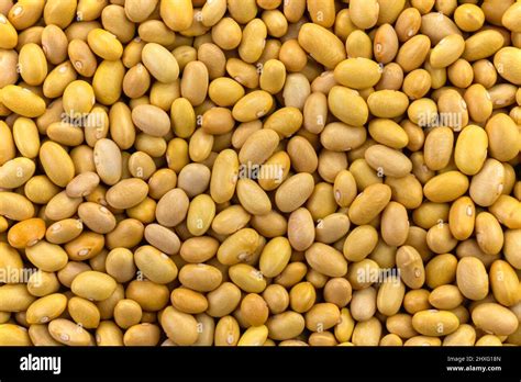 Raw Peruvian Canary Yellow Beans Uncooked Peruano Legumes Close Up