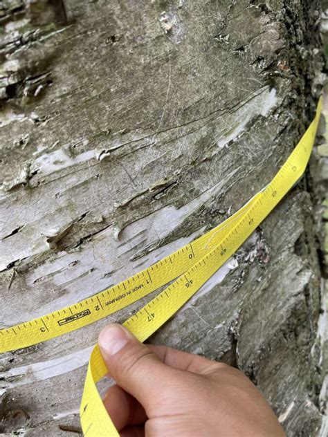 Certified Arborist Reports In Toronto For Tree Permits Vista Tree