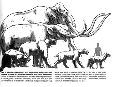 #extinction #Anthropocene #destruction #Castoroides #ohioensis #Canis # ...