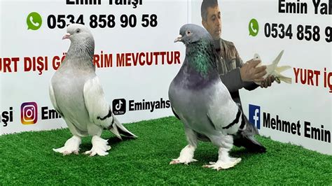 Canlı Oyun Kuşu Taklacı Güvercin Mezatı Emin Yahşi Canlı Mezat