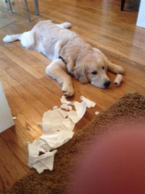 29 Adorable Guilty Dogs Who Always Get Away With Everything