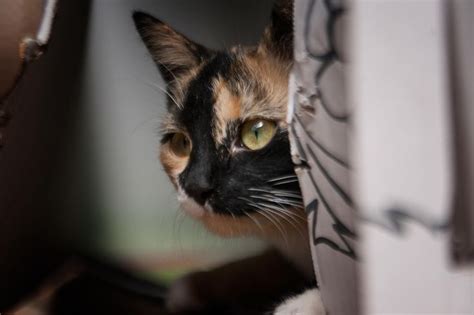 A Calico Cat Peeking Out From Behind A Curtain