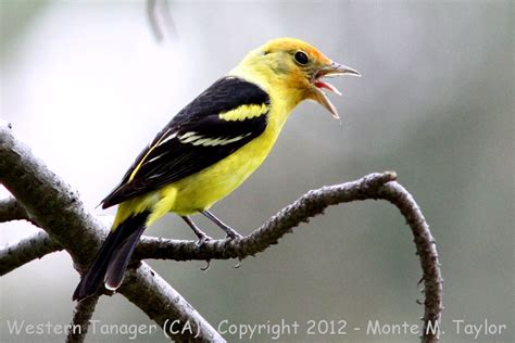 Western Tanager