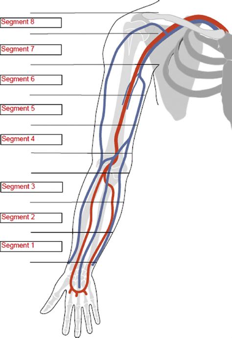 Upper Extremity Vascular Anatomy