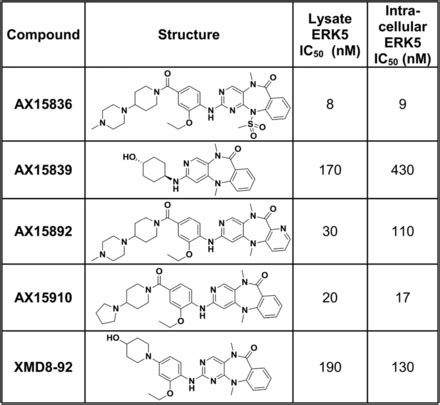 Erk Kinase Activity Is Dispensable For Cellular Immune Response And