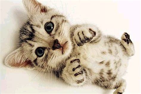 Top 10 Cutest Baby Animals Who Wants One?