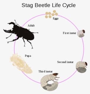 Life Cycle Stag Beetle Larvae , Free Transparent Clipart - ClipartKey