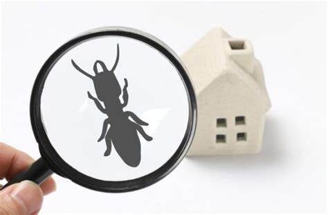 How To Identify Common Signs Of Pest Infestation Magazeeno