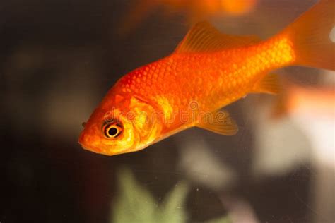 Goldfish Swimming In Fish Tank Stock Photo Image Of Looking Pets