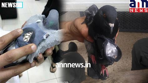 Pigeon Caught Smuggling Illegal Drugs Into Kuwait Youtube