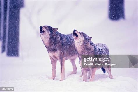 104 Wolf Howling Snow Stock Photos, High-Res Pictures, and Images ...