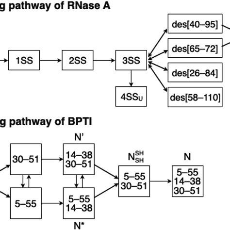 Folding Pathways Of A Rnase A And B Bpti R And N Denote Reduced