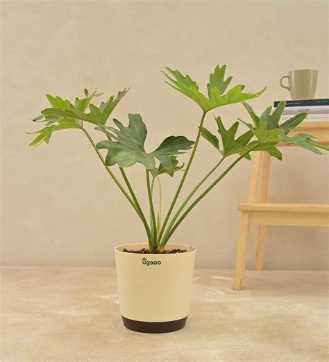 Ugaoo Philodendron Selloum Green Natural Live Indoor Plant With Pot