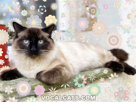 Siamese Ragdoll Cat: Ragamese Complete Guide - Vocal Cats