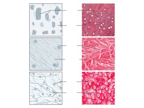 Supportive Connective Tissue -- Cartilage Tissue (Hyaline ...